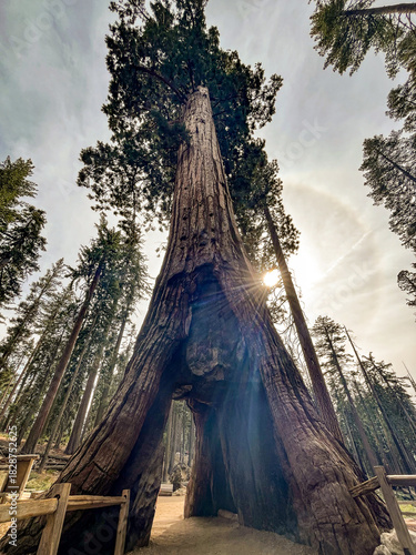 Trunk of Giant Sequoia - California
