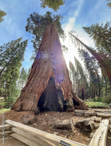 Ancient Giant: A Sequoias Hollow Heart
