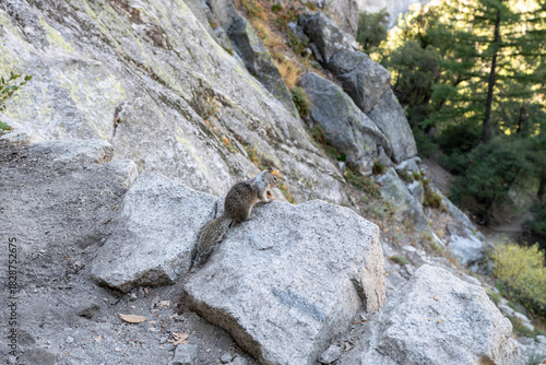 California Ground Squirrel in Yosemite