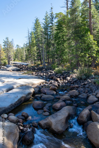 Emerald Stream in a Pine Forest