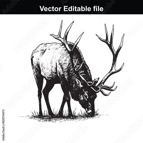 Detailed black and white illustration of a majestic elk with large antlers grazing on grass, vector editable file
