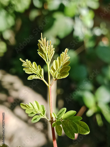 Close up shot of a moringa plant with green leaves outdoors