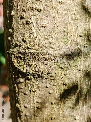 A close up of a tree trunk with rough and textured bark surface