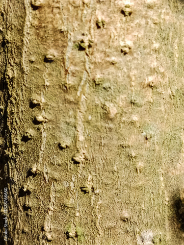 A close up shot of the bark texture on a tree trunk side