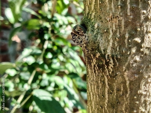 Close up of a tree trunk with a knot and green leaves behind