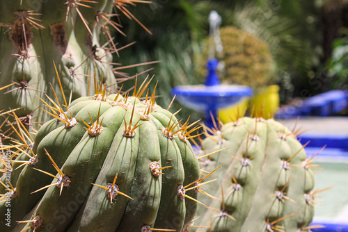 Marrakech, Morocco. Close view of cacti with a blurred blue fountain at Majorelle Garden, created by Jacques Majorelle and later restored by Pierre Berge and Yves Saint Laurent