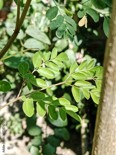Close up shot of a moringa tree branch with small green leaves