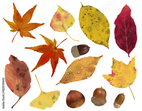 秋の落ち葉と木の実セット