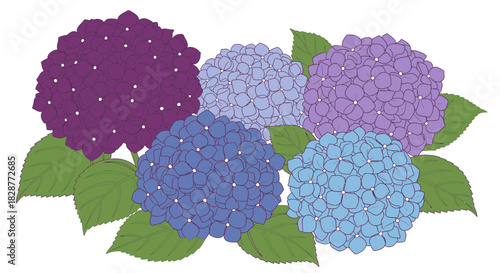 Stunning hydrangeas in shades of purple and blue, perfect for floral designs, invitations, and spring projects, originally a scalable graphic