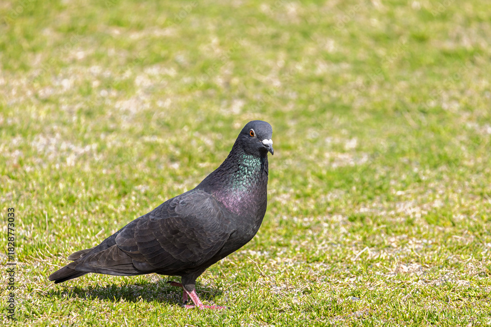 Obraz premium Rock Pigeon or Feral Pigeon (Columba livia) at Himeji castle in Himeji, Hyogo prefecture in Japan