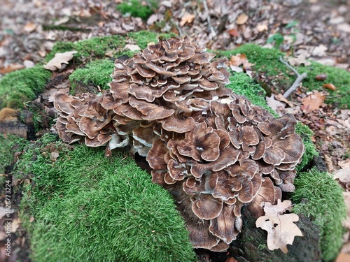 Maitake (Grifola frondosa) mushroom growing on moss-covered stump in forest under autumn foliage