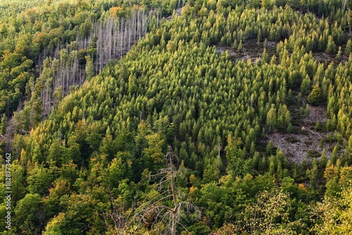 Hillside forest in the Harz mountains with evergreen growth and strip of dead trees along mountain slope