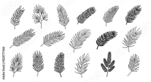 A diverse set of hand-drawn pine branches and fir tree leaves rendered in a detailed sketch or engraving style for winter designs.