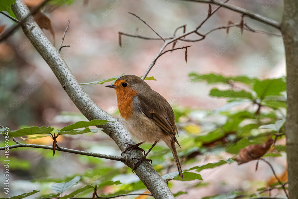 Fototapeta premium European Red Robin perched gracefully on a tree branch, its vibrant plumage contrasting with the verdant leaves.