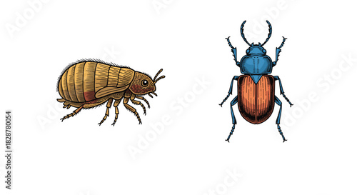 A pair of detailed vintage engraved illustrations showing a flea and a colorful stag beetle isolated on a white background.