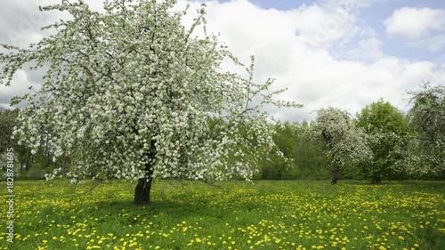 The fruit tree bloomed with white flowers against the blue sky in spring on a sunny day. In the green grass there are white caps of dandelions. Latvia