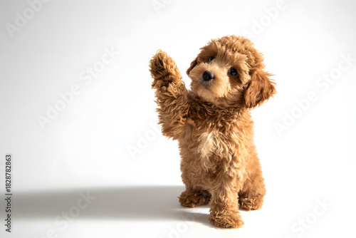 Fluffy Puppy Waving Paw