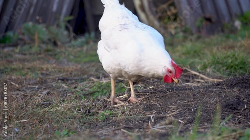 A charming white chicken is foraging in a beautiful sunlit farm field, embodying rural life and agriculture. A beautiful white chicken forages for food in a wide open farm field