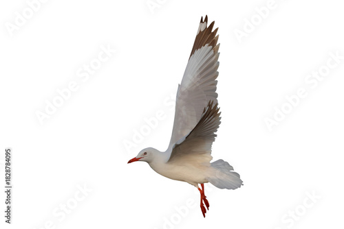 An albino seagull flying isolated on transparent background png file