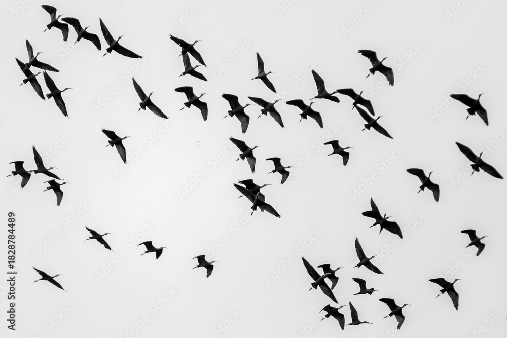 Obraz premium Moments of bird