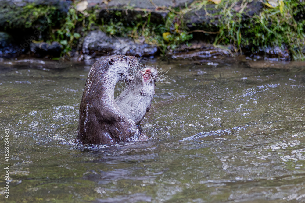 Fototapeta premium Fischotter