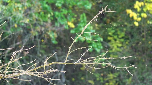 Tree branches up close from a distance