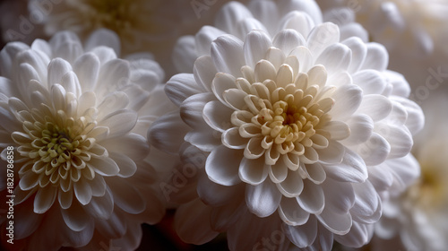 Close up of two white chrysanthemums with yellow centers in soft focus and natural lighting