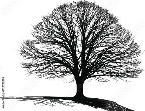 Bare Tree Silhouette Detailed Black Vector Graphic with Intricate Branch Structure and Long Shadow, Ideal for Environmental, Nature, Winter, and Spooky Design Projects.