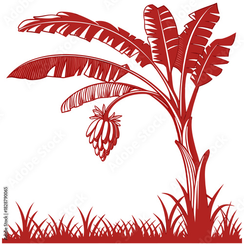 red banana tree on white background 