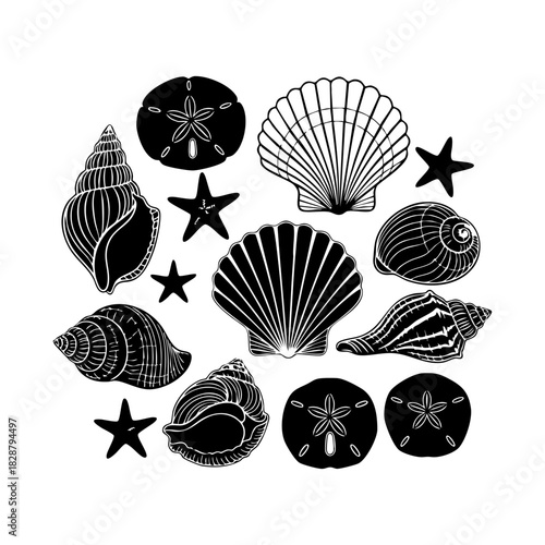 Sea shells and starfish collection vector. Different type of sea shells and starfish silhouette illustration on white background.
