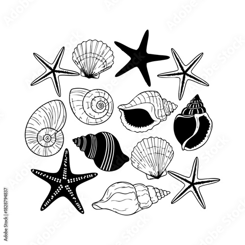 Sea shells and starfish collection vector. Different type of sea shells and starfish silhouette illustration on white background.