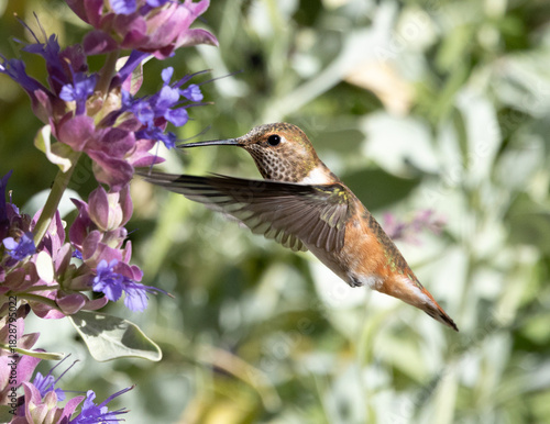 hummingbird in flight