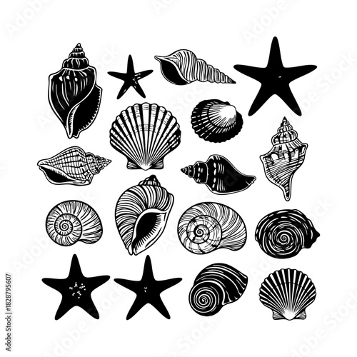 Sea shells and starfish collection vector. Different type of sea shells and starfish silhouette illustration on white background.