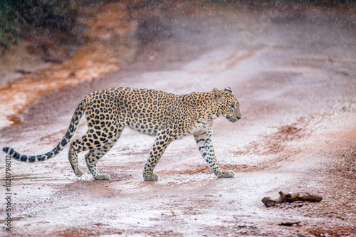 Canvas Print Leopard