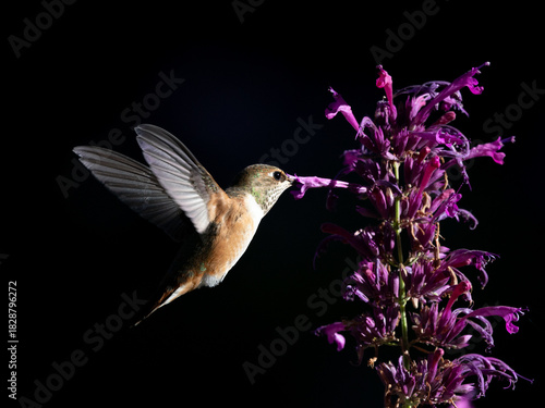 hummingbird in flight