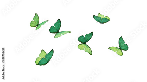Green butterfly PNG image