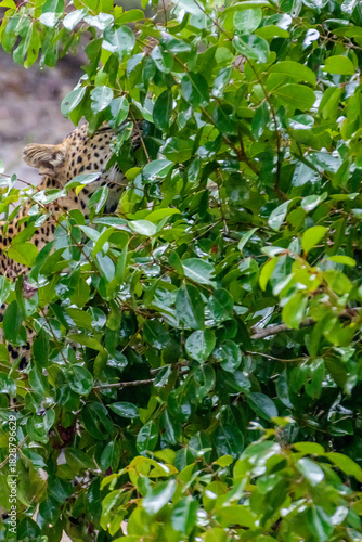 Photography Leopard
