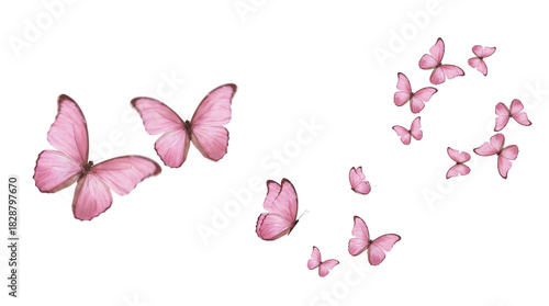 Pink butterfly PNG image