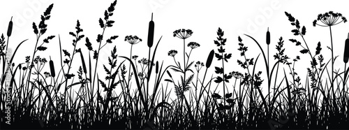 Grass and Wild Reeds Black Silhouette Vector Border, Detailed Meadow Flora, Cattail, Umbellifer, and Wildflower Graphic Element, Nature Backdrop on White.