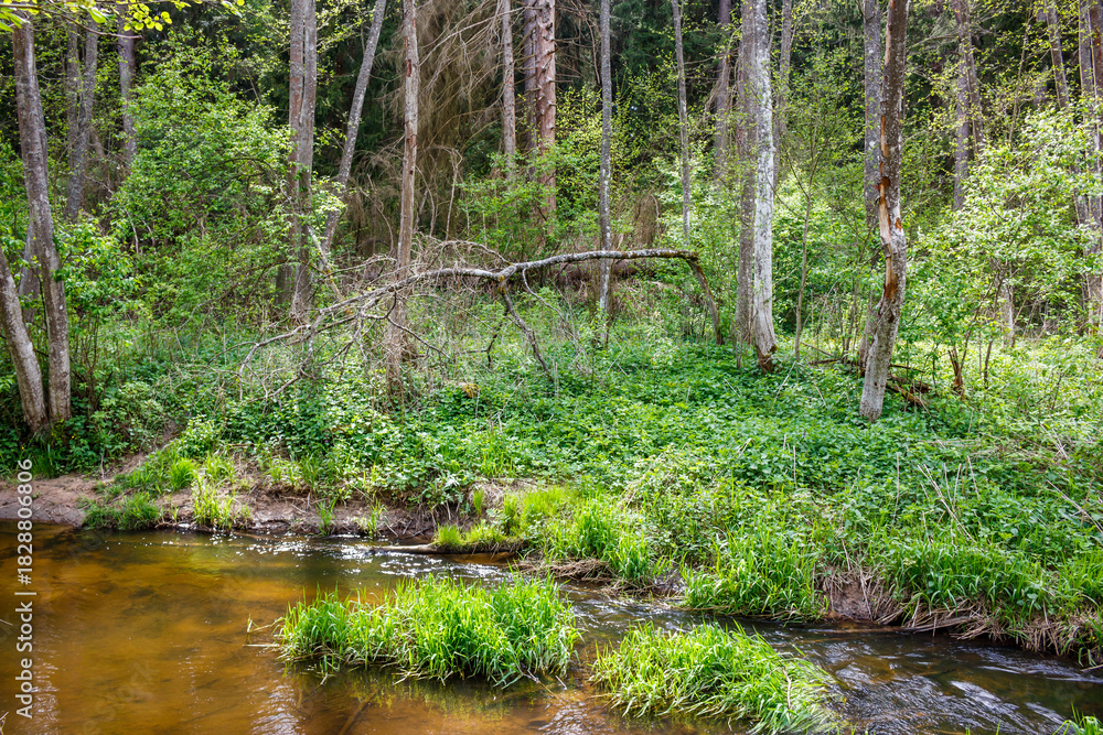 Fototapeta premium Lush green forest scene with a shallow, muddy-bottomed stream flowing through dense undergrowth and tall trees