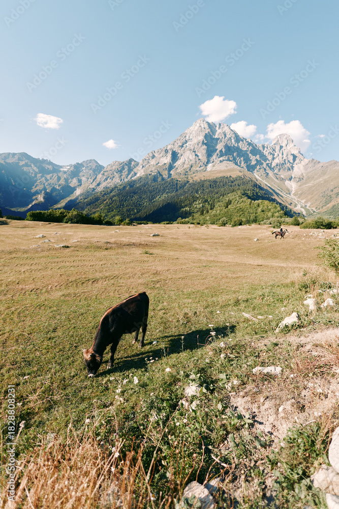 Fototapeta premium Cow grazing in a meadow beneath a mountain, pastoral pasture landscape and field in nature with alpine sky and sunlight, rural farm scenery and solitary livestock on green grassland.