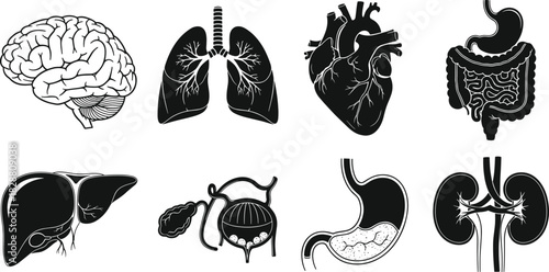 Set of Human Internal Organs Icons: Brain, Lungs, Heart, Liver, Stomach, Kidneys, and Intestines for Anatomy and Medical Design