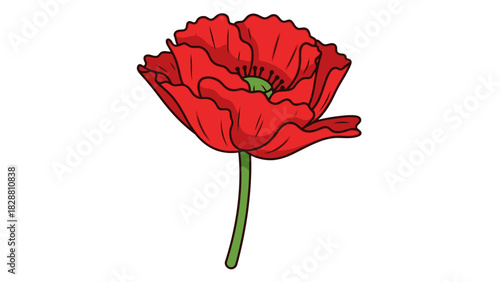 Vivid Red Poppy Illustration on Isolated White Background