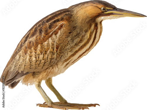 photograph of an american bittern on a white background with no shadows, a full-body shot
