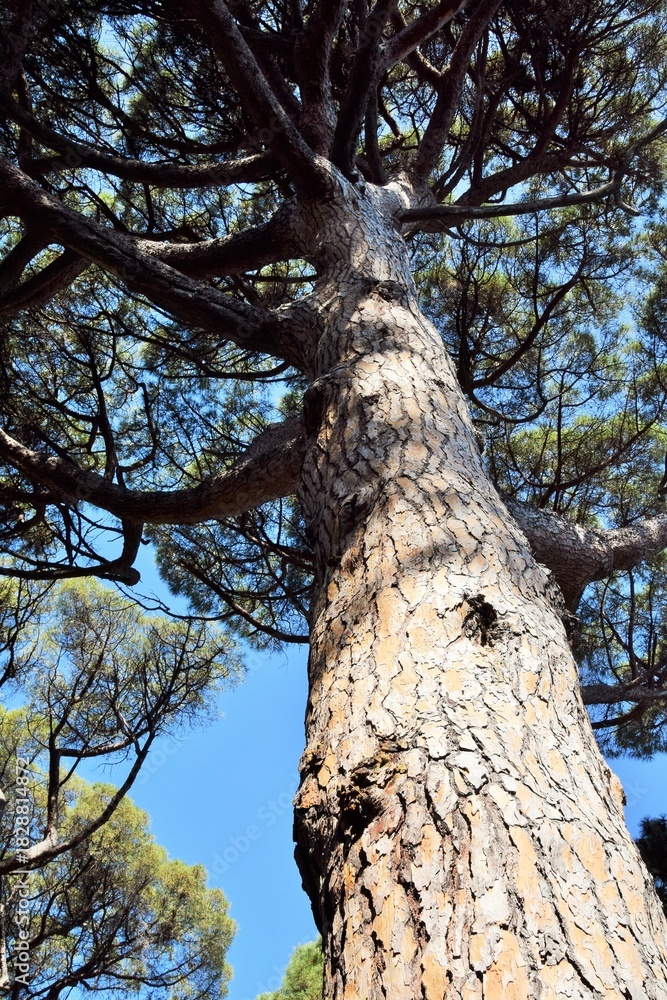 Fototapeta premium A pine tree. A view of the trunk and branches from the bottom up.