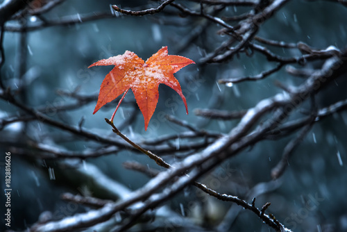 foglia con neve 01 - foglia di acero dai colori sgargianti su sfondo freddo e nevoso