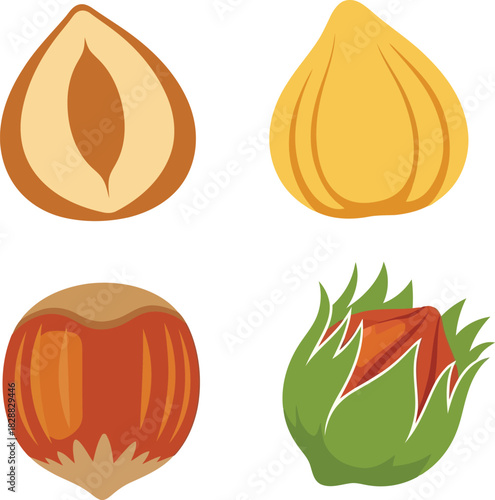 Assortment of hazelnut stages fresh whole seed shelled kernel and cut half isolated on white vector