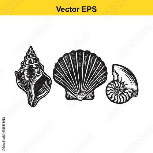 Collection of three vintage style seashell and conch illustrations isolated on