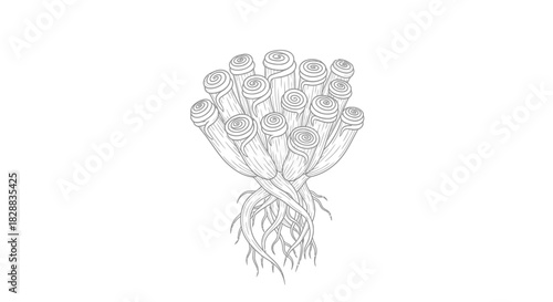 Stylized drawing of a bundle of root vegetables with roots