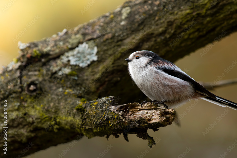 Obraz premium raniuszek portret w lesie na gałęzi